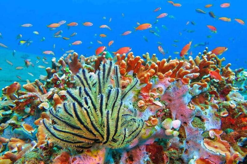 Amed: Snorkeling Tour with Japanese Shipwreck and Coral - Key Points