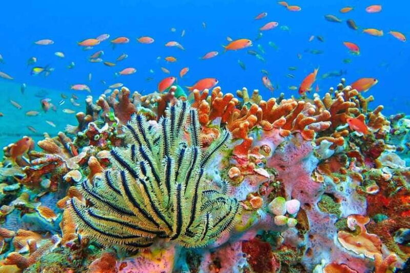 Amed: Snorkeling Tour with Japanese Shipwreck and Coral - What to Keep in Mind