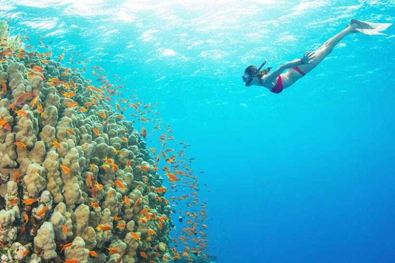 Amed: Snorkeling Tour with Japanese Shipwreck and Coral - The Value Proposition