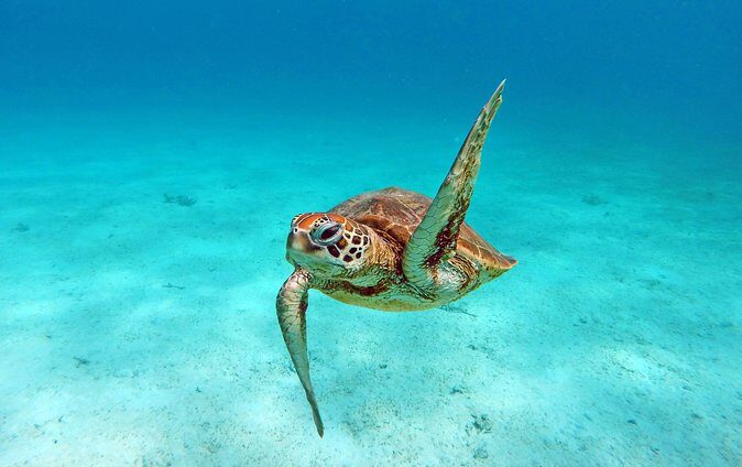 Amedee Lighthouse - The Lighthouse Experience: Views and Climbing
