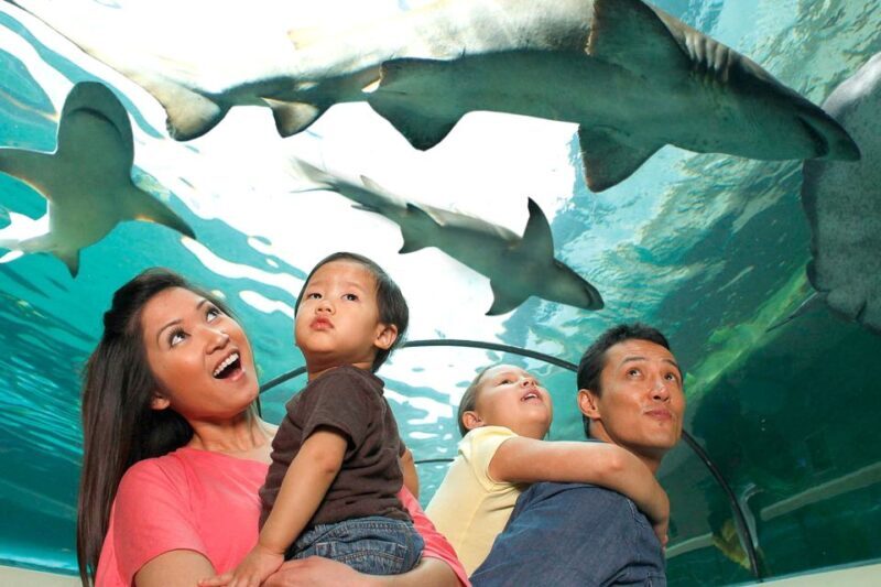 American Dream: SEA LIFE® Aquarium Entry Ticket - Key Points