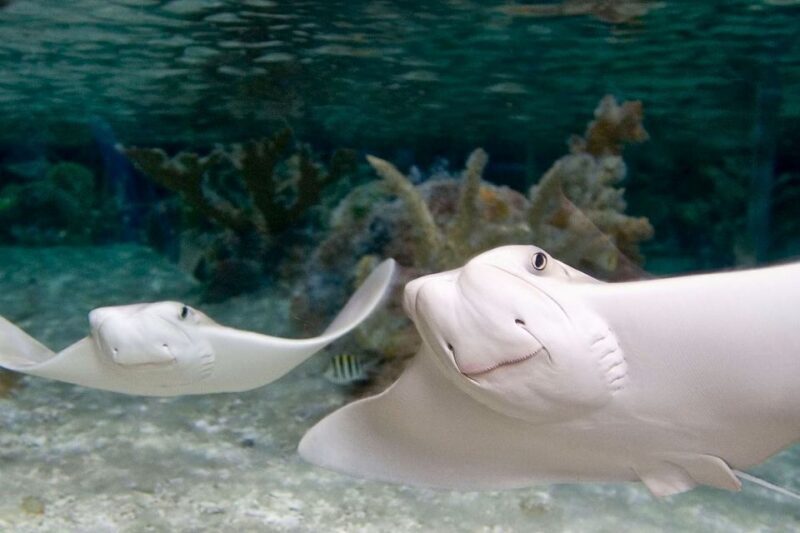 American Dream: SEA LIFE® Aquarium Entry Ticket - What to Expect at SEA LIFE® Aquarium