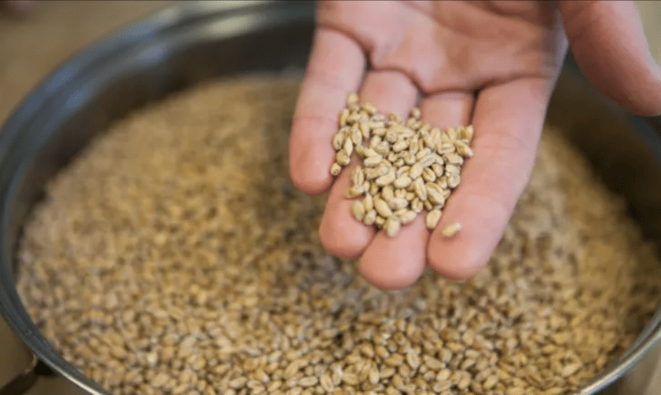 Amersfoort: Beer brewing workshop with lunch & beer tasting - Why This Workshop Fits Different Occasions