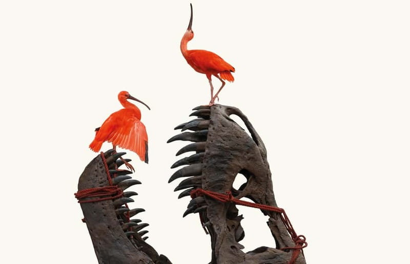 Amsterdam: Art Zoo Museum Entry Ticket & Audio Tour - Key Points