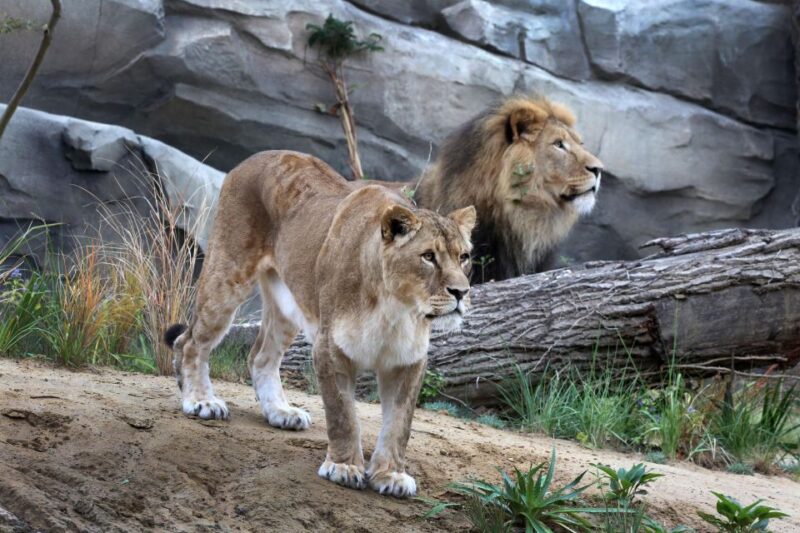 Amsterdam: ARTIS Amsterdam Royal Zoo Entry Ticket - Experience Duration and Schedule