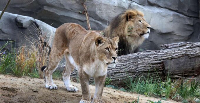 Amsterdam: ARTIS Amsterdam Royal Zoo Entry Ticket - Location and Historical Significance