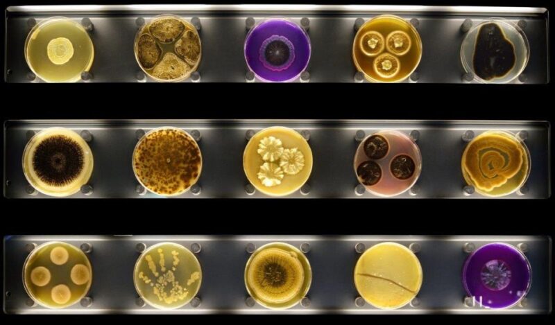 Amsterdam: ARTIS-Micropia Microbe Museum Entry Ticket - Good To Know