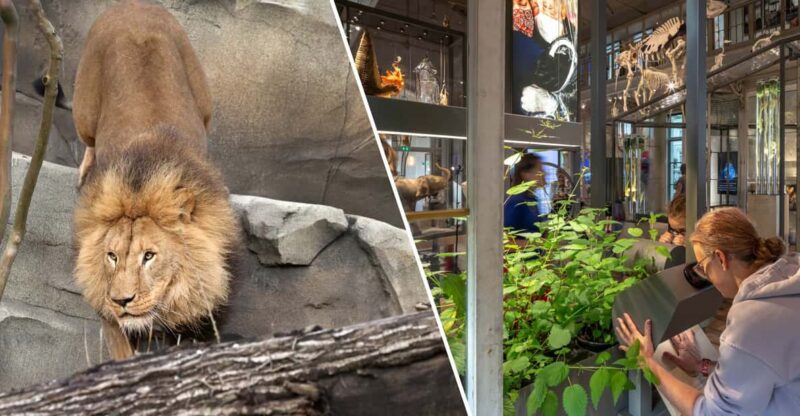 Amsterdam: ARTIS Royal Zoo and ARTIS Groote Museum Ticket - Good To Know
