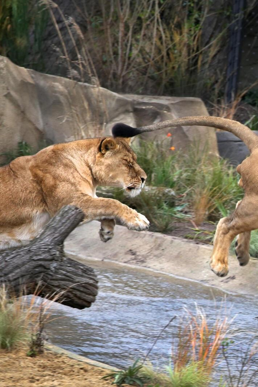 Amsterdam: ARTIS Royal Zoo and ARTIS Groote Museum Ticket - Unique Zoo Features