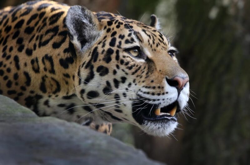 Amsterdam: ARTIS Royal Zoo and ARTIS Groote Museum Ticket - Visitor Guidelines and Hours