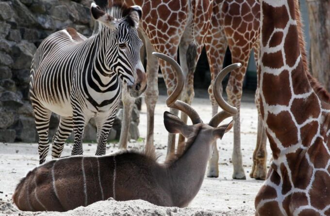 Amsterdam: ARTIS Royal Zoo and ARTIS Groote Museum Ticket - Frequently Asked Questions
