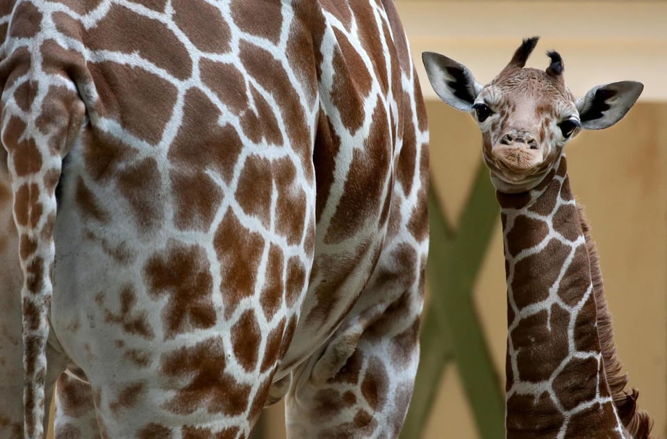 Amsterdam: Artis Royal Zoo & ARTIS-Micropia Combo Ticket - Key Points
