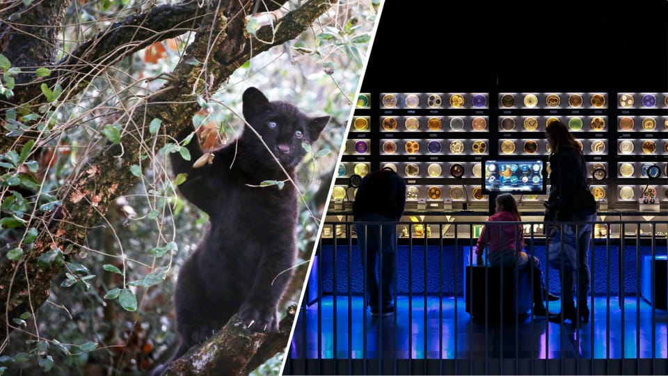 Amsterdam: Artis Royal Zoo & ARTIS-Micropia Combo Ticket - FAQ
