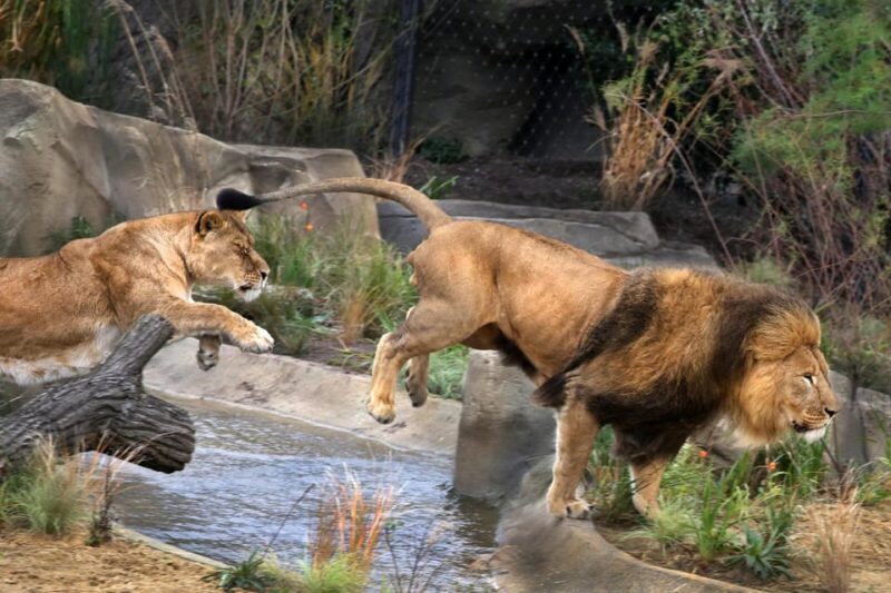 Amsterdam: Artis Royal Zoo & ARTIS-Micropia Combo Ticket - Good To Know