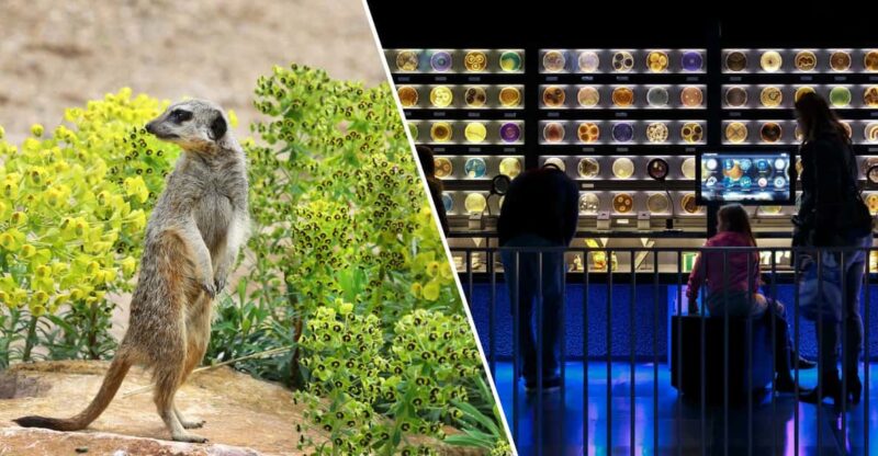 Amsterdam: Artis Royal Zoo & ARTIS-Micropia Combo Ticket - Exploring ARTIS-Micropia