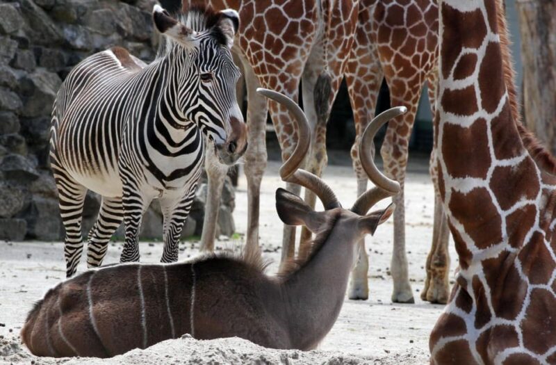 Amsterdam: Artis Royal Zoo & ARTIS-Micropia Combo Ticket - Visitor Information