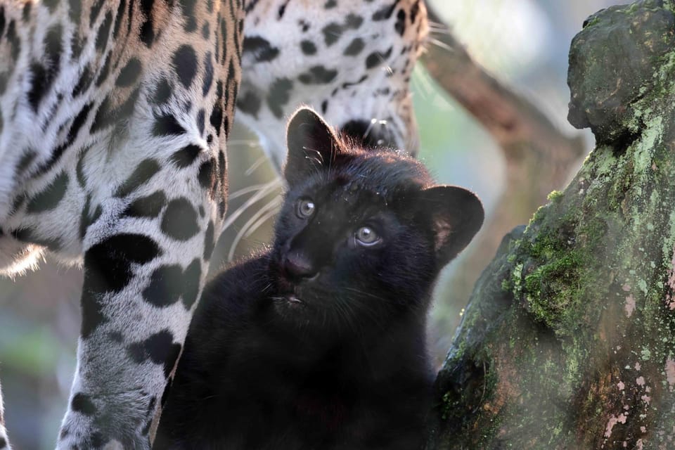Amsterdam: ARTIS Royal Zoo Entry Ticket - Key Points