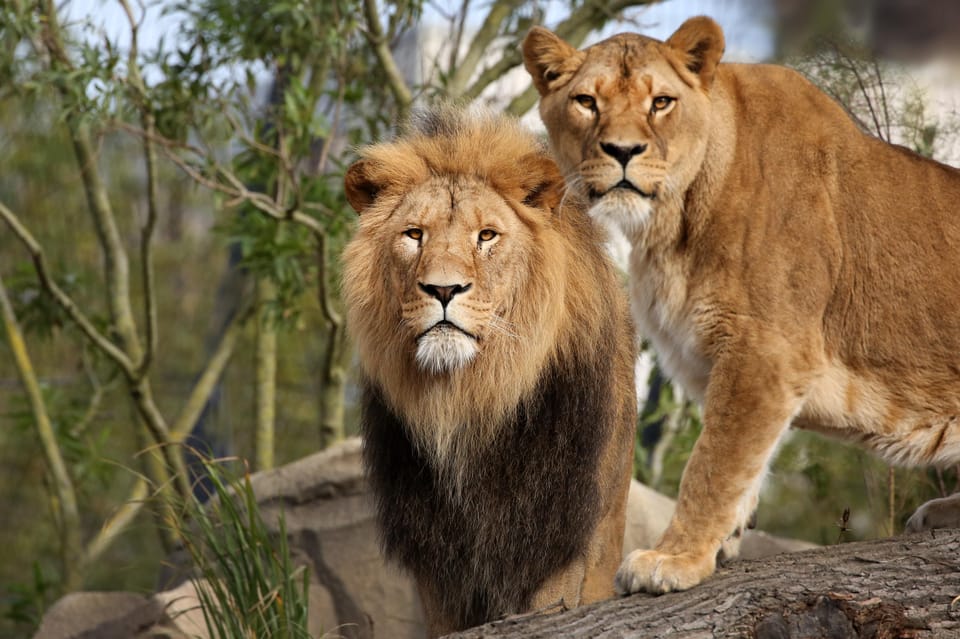 Amsterdam: ARTIS Royal Zoo Entry Ticket - The Experience in Detail