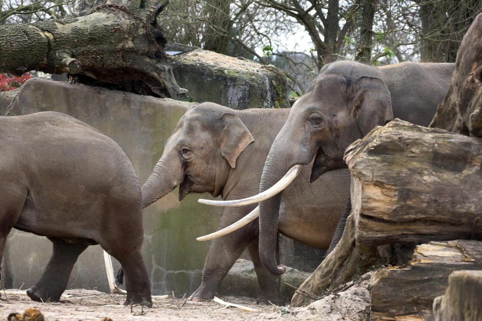Amsterdam: ARTIS Royal Zoo Entry Ticket - The Sum Up
