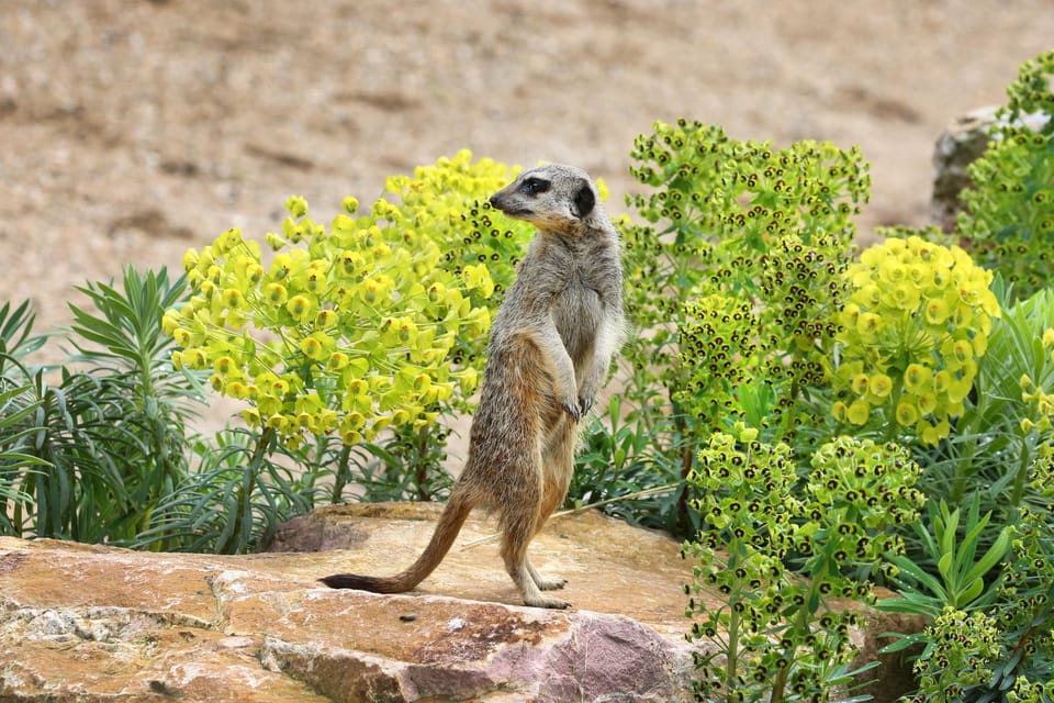 Amsterdam: ARTIS Royal Zoo Entry Ticket - FAQs