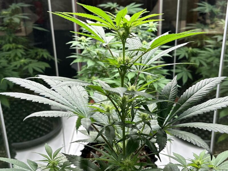 Amsterdam: Cannabis Museum Entry Ticket - Educational Opportunities