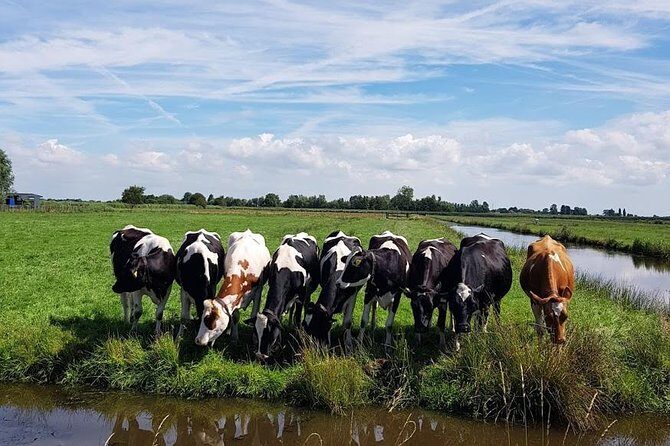 Amsterdam City & Countryside Tour: The Best of both Worlds - Authentic Experiences and Highlights