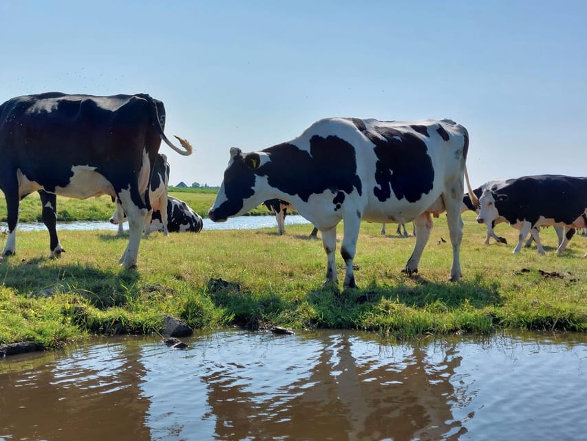Amsterdam & Countryside Private Tour by premium car - Key Points