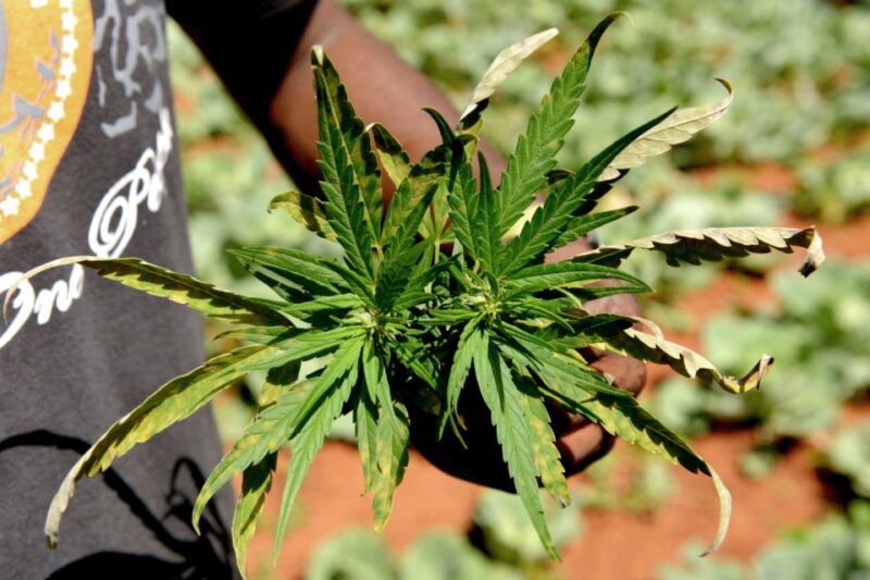 Amsterdam Green Scene: A Private Cannabis Tour - Highlights of the Experience