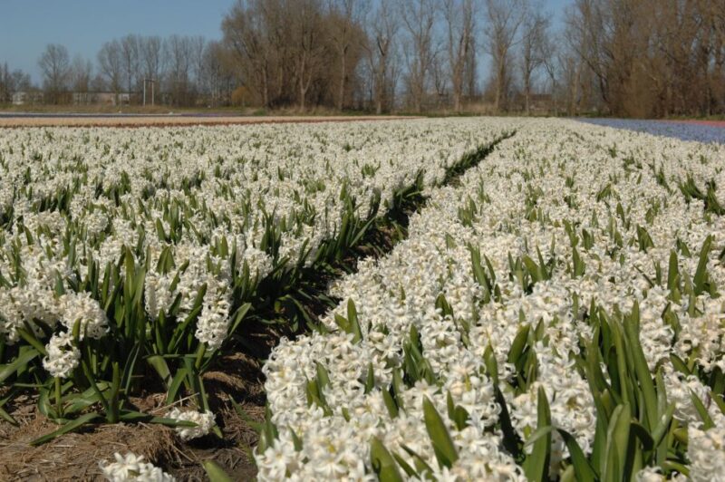 Amsterdam: Half-Day Flower Fields and Keukenhof Bicycle Tour - Experience Highlights