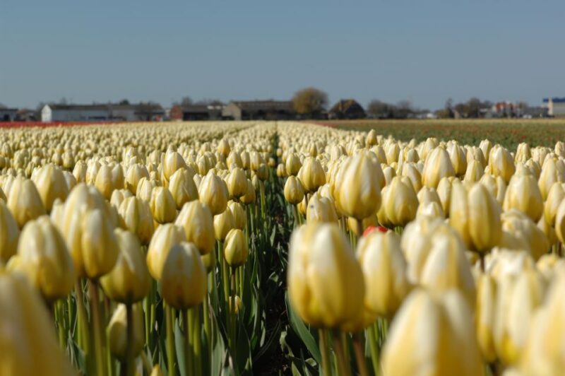 Amsterdam: Half-Day Flower Fields and Keukenhof Bicycle Tour - Frequently Asked Questions
