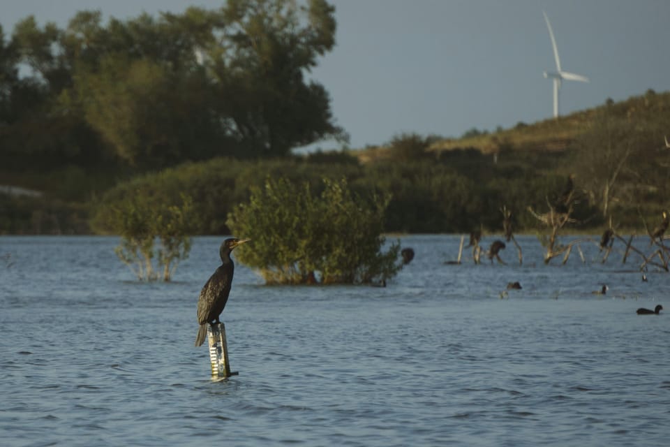 Amsterdam: Hidden Gem Nature & Wildlife Expedition - Authentic Stories and Reviews
