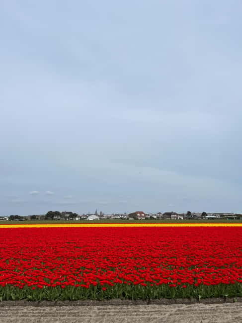 Amsterdam: Keukenhof and Tulip Fields Private Day Trip - An Introduction to the Experience