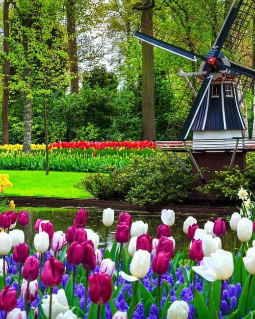 Amsterdam: Keukenhof and Tulip Fields Private Day Trip - What Makes This Tour Special