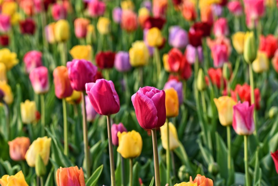 Amsterdam: Keukenhof and Zaanse Schans Live Guided Day Tour - Who Will Love This Tour?