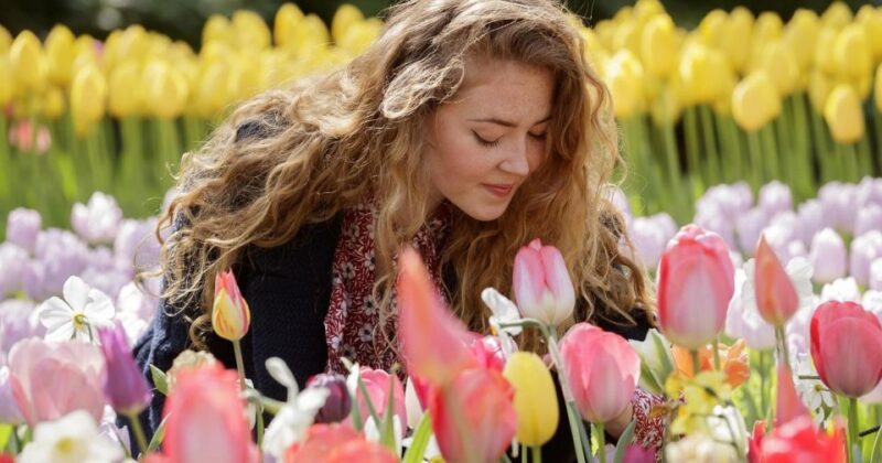 Amsterdam: Keukenhof Entry and Roundtrip Shuttle Transfer - Good To Know