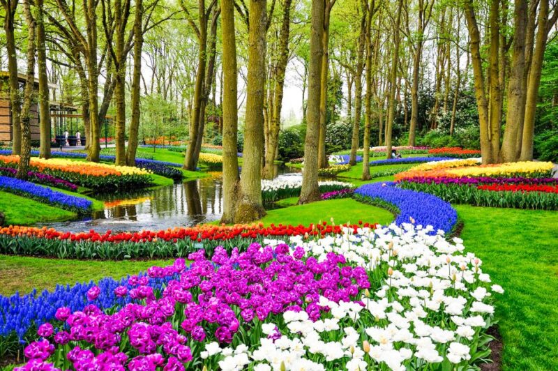Amsterdam: Keukenhof Entry and Roundtrip Shuttle Transfer - Shuttle Service Details