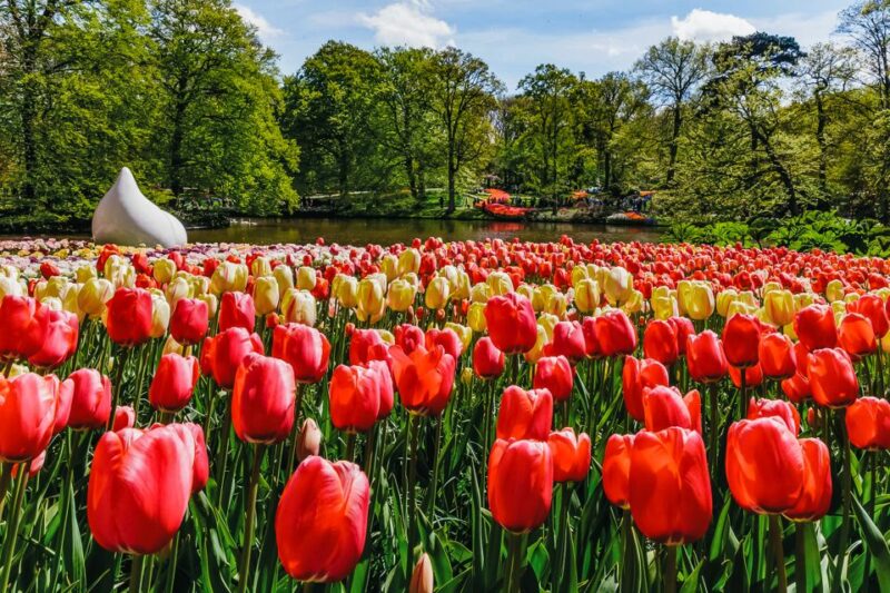 Amsterdam: Keukenhof Entry and Roundtrip Shuttle Transfer - Meeting Point and Directions