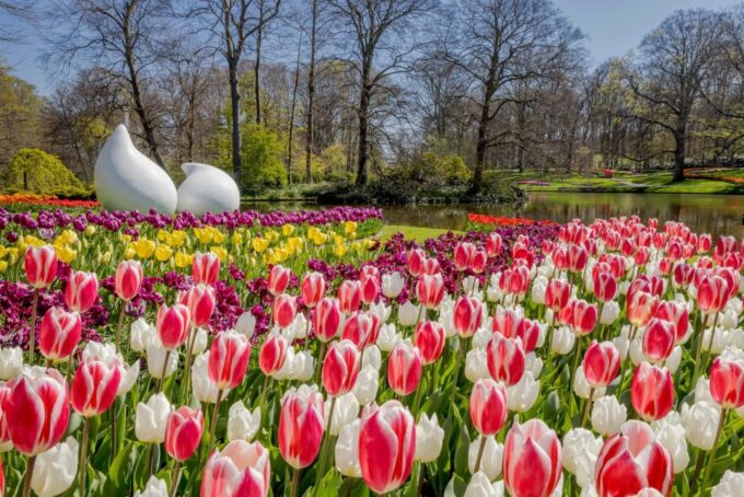 Amsterdam: Keukenhof Entry and Roundtrip Shuttle Transfer - Tips for Visiting Keukenhof