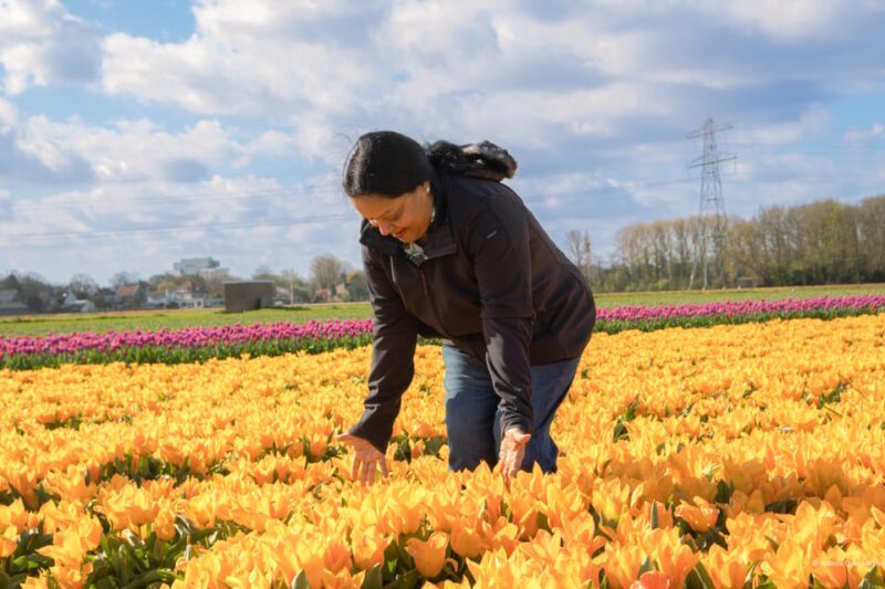 Amsterdam: Keukenhof, Tulip Farm Full-Day Tour with Cruise - Authentic Experiences and Insights from Reviews