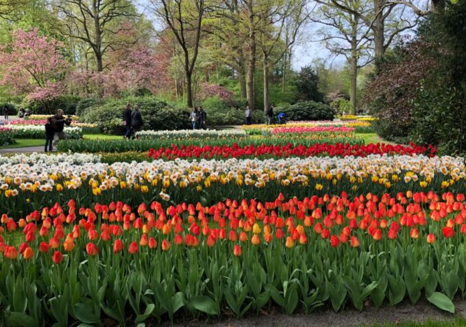 Amsterdam: Keukenhof Tulip Garden and Giethoorn Experience - Frequently Asked Questions