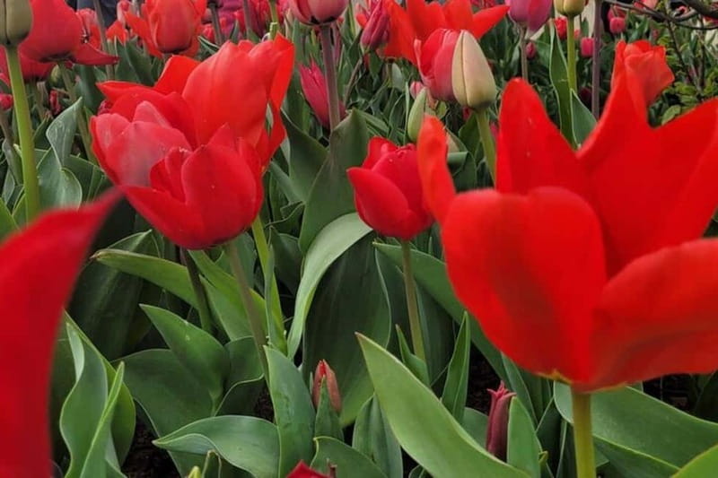 Amsterdam: Keukenhof Tulip Gardens Private Tour - Key Points