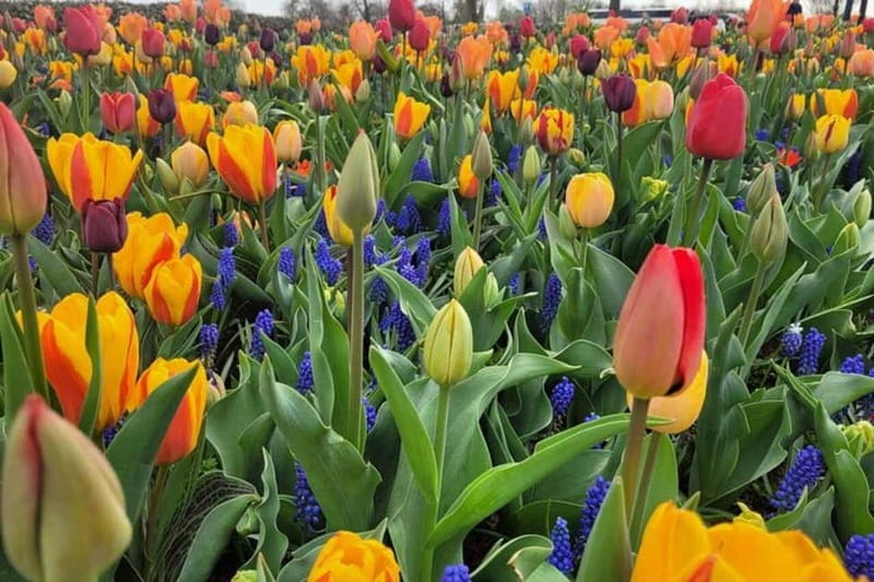 Amsterdam: Keukenhof Tulip Gardens Private Tour - An In-Depth Look at the Keukenhof Private Tour