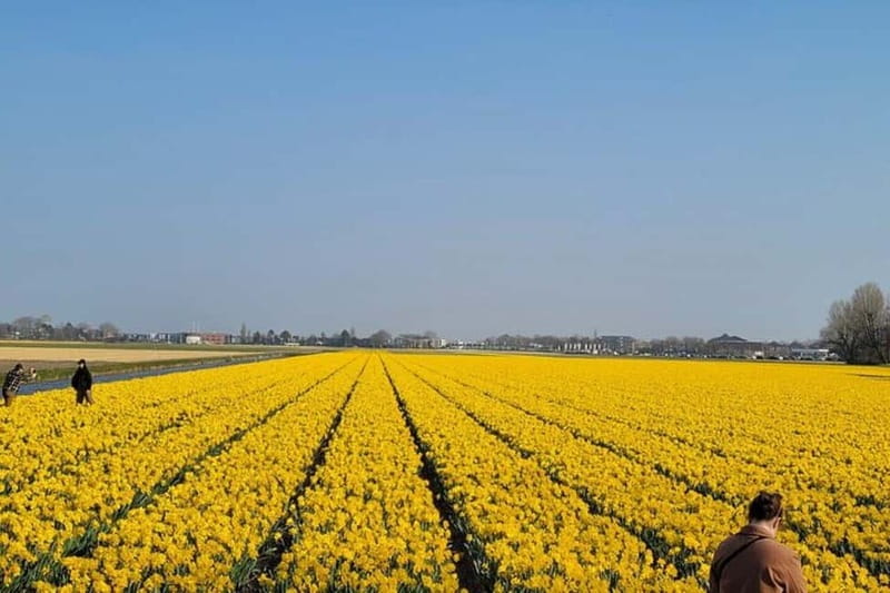 Amsterdam: Keukenhof Tulip Gardens Private Tour - FAQ