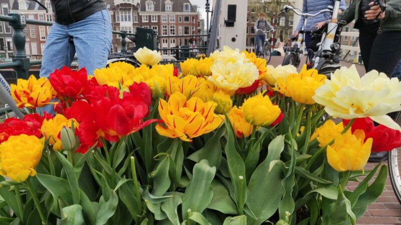 Amsterdam: Off the Beaten Path Bike Tour in French - Who Will Love This Tour?