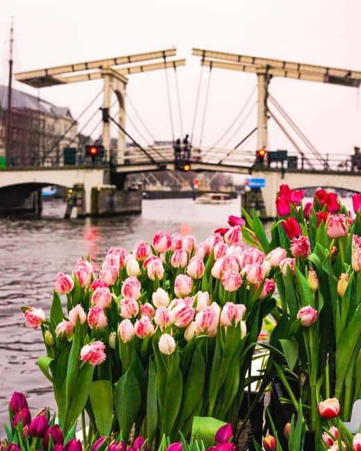 Amsterdam: Premium Tulip Boat Canal Tour - What Reviews Tell Us