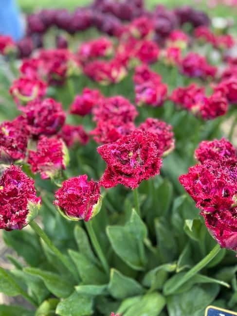 Amsterdam: Private Keukenhof and Free Tulip Tour - Final Thoughts: Is It Worth It?