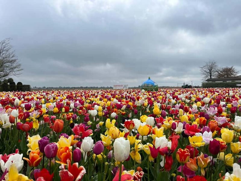 Amsterdam: Private Keukenhof and Free Tulip Tour - FAQs