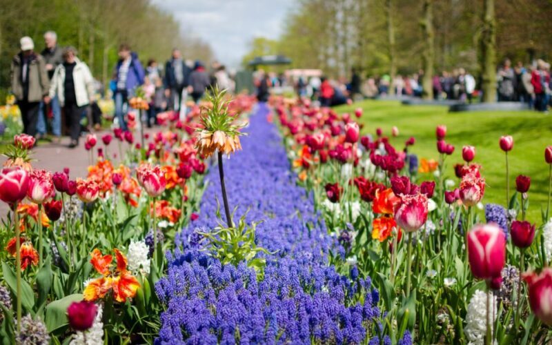 Amsterdam: Tour to Keukenhof Gardens with Windmill Cruise - The Real Value Through Travelers’ Eyes
