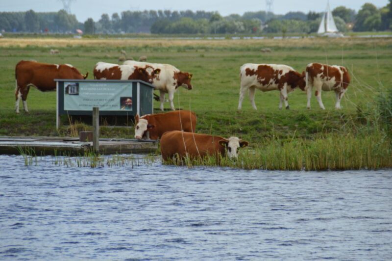Amsterdam: Tour to Keukenhof Gardens with Windmill Cruise - The Sum Up