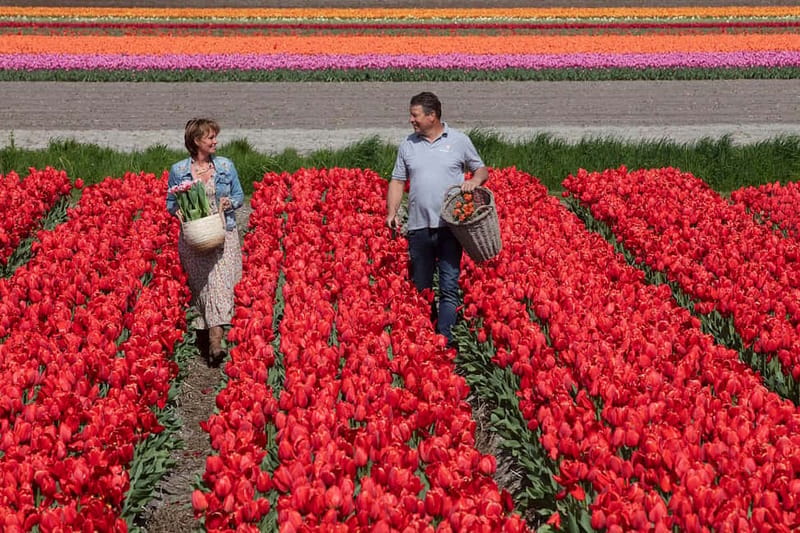 Amsterdam: Tulip Farm Visit, Keukenhof, and Windmill Cruise - Introducing the Tulip Tour from Amsterdam